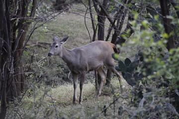 Naklejka na ściany i meble Sambar Deer in Ranathambore Jungle looking for food. Save wildlife concept. Magazine cover page photo. New release book cover page.
