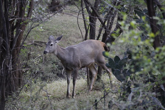 Sambar Deer in Ranathambore Jungle looking for food. Save wildlife concept. Magazine cover page photo. New release book cover page.
