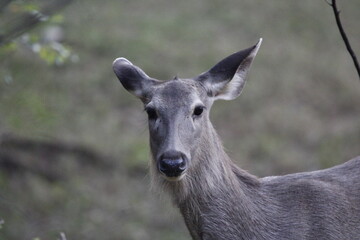 Sambar Deer in Ranathambore Jungle looking for food. Save wildlife concept. Magazine cover page photo. New release book cover page.