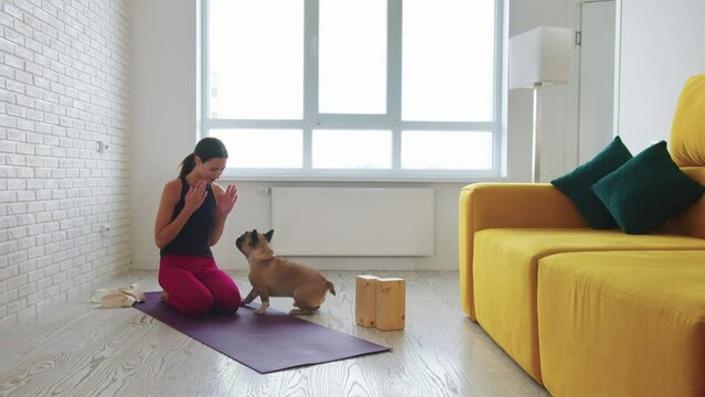 A slim woman trains her pet french bulldog in the living room