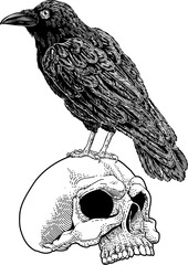 Fototapeta premium Crow Raven Corvus Bird and Skull Vintage Woodcut