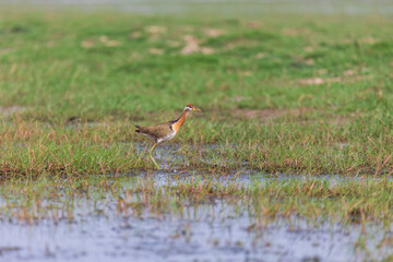 Pheasant-tailed jacana (Hydrophasianus chirurgus) at Manglajodi, Odisha, India