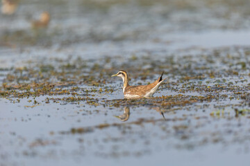 Pheasant-tailed jacana (Hydrophasianus chirurgus) at Manglajodi, Odisha, India