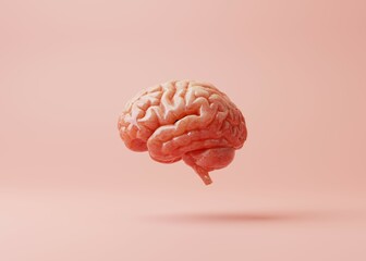 3d realistic Human brain Anatomical Model slide on pink background. 3d rendering.
