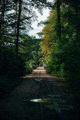 Naklejka premium path in the woods