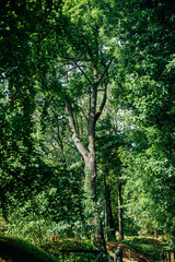 Fototapeta premium trees in the forest