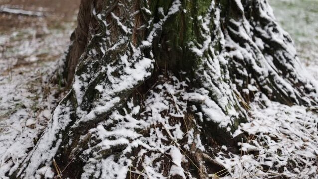 Snow on a tree trunk in winter forest close-up.