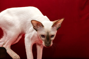Beautiful oriental cat on a red blurred background. Siamese oriental breed. Extreme type. Blurred background.