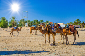 Dromedary Camels in sahara desert, Tunisia, Africa