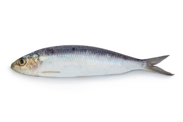 Sardine fish with shadow on isolated white background.