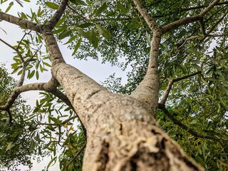 tree trunk with lush branches and leaves seen from below
