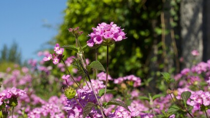flowers in the garden