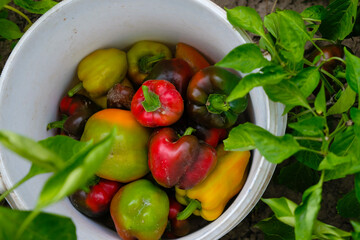 Sweet peppers in a bucket on an agricultural field. Harvesting in the home garden. Top view.
