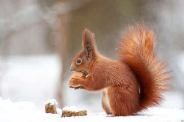 Red squirrel in the winter forest .