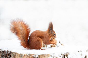 Red squirrel in the winter forest .