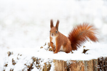 Red squirrel in the winter forest .