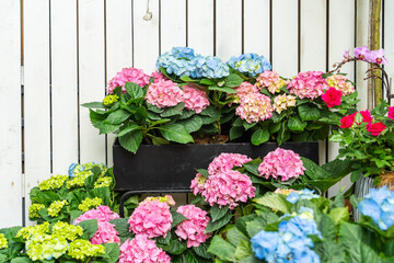 Blooming vibrant purple Hydrangea flowers in pot