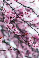 cherry blossoms in winter dress