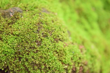 a close up view of moss