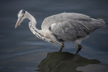 Young herin portrait