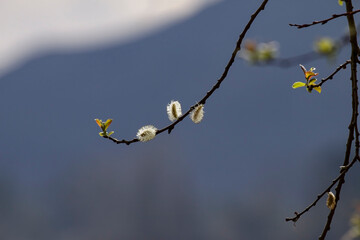 Beautiful winter tree flowers
