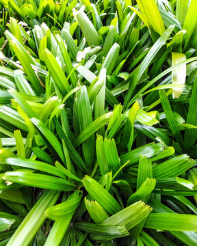 green leaves background