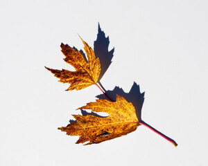Herbstlaub