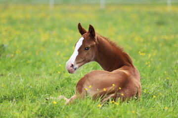 a beautiful chestnut foal lying on the background of a green meadow	
