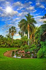 Fototapeta premium Flamingos near the palms and small lake, Tenerife, Canarian Islands