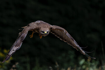 Common Buzzard (Buteo buteo) searching for food in the forest of Noord Brabant in the Netherlands.  Black background