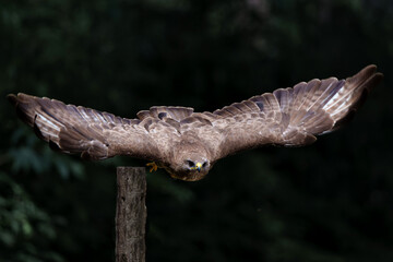 Common Buzzard (Buteo buteo) searching for food in the forest of Noord Brabant in the Netherlands. ...