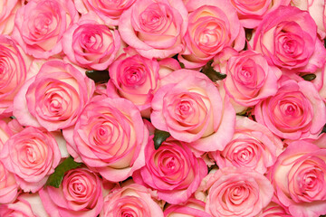 background of blooming buds of pink roses close-up