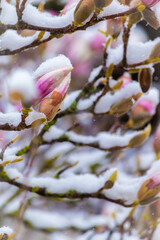 Magnolia blossoms covered in snow

