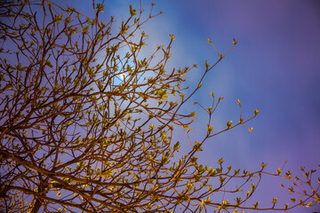 young leaves season