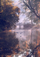 Jesienny mglisty poranek w parku - obrazy, fototapety, plakaty