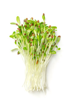 Bunch of alfalfa microgreens. Fresh and ready-to-eat lucerne seedlings, shoots, cotyledons and young plants of Medicago sativa. A legume, used as forage crop, as a garnish or as a leaf vegetable.