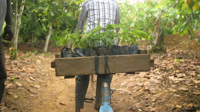A man gives young cocoa plantation to transport and plant in the field, in Ivory Coast