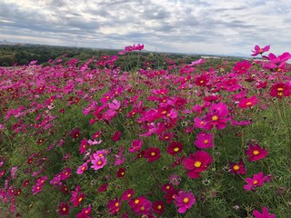 field of poppies