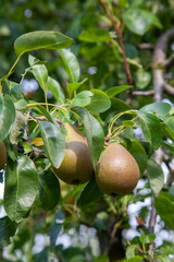 Shiny delicious pears hanging from a tree branch in the orchard..
