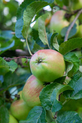 Shiny delicious green apples on a branch ready to be harvested in an apple orchard..