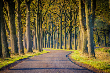 Tree lined road in Vlagtwedde, Netherlands on a fall morning