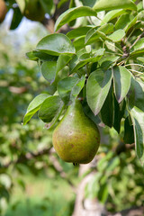 Shiny delicious pears hanging from a tree branch in the orchard..