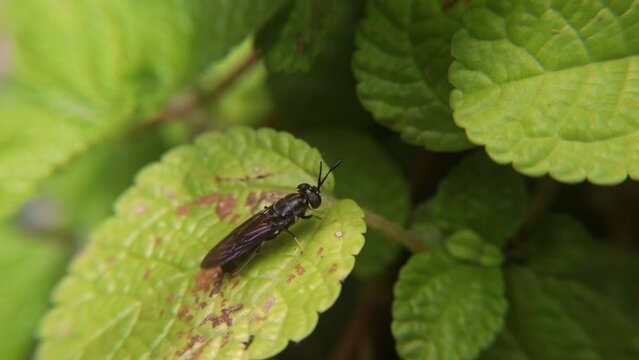 Black soldier fly (Hermetia illucens) resting on surface, known for decomposing organic waste and supporting sustainable recycling in tropical environments.