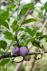 Plum tree branch with ripe juicy fruits on sunset light..