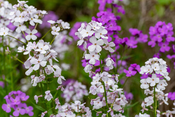 Dame's Rocket Growing Wild Along The Trail