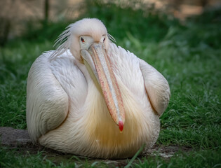 Pelikan auf der Wiese