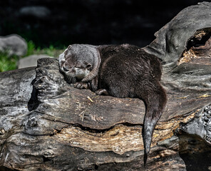 Naklejka premium Dwarf otter sleeping on the beam. Latin name - Lontra chinesa
