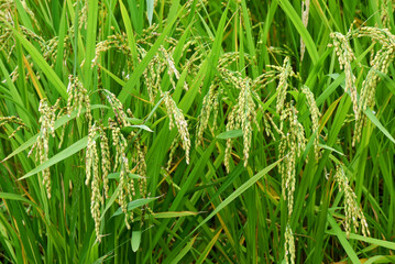 Shiroyone Senmaida Rice Terraces - a scenic hillside of rice paddies along the Noto Peninsula, in Ishikawa Prefecture, Japan. Closeup image of fresh rice grains in summer