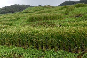 Fototapeta na wymiar Shiroyone Senmaida Rice Terraces - a scenic hillside of rice paddies along the Noto Peninsula, in Ishikawa Prefecture, Japan. The rice fields were designed as 