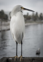 Snowy Egret waiting for food, Hart's Landing, Sarasota, Florida